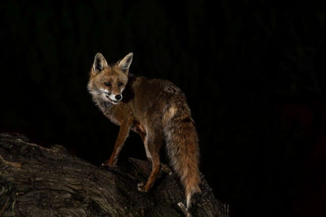 Fox standing in darkness at night representing lawful night shooting and wildlife management activities under CL55 guidance